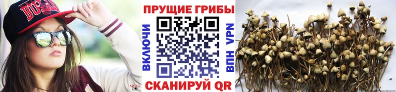 hydra как зайти  Выкса  Псилоцибиновые грибы Psilocybine cubensis  купить  цена 